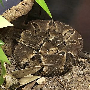 Brazilian Lancehead - Reptile Gardens
