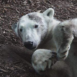 Polar Bear (Ursus maritimus)