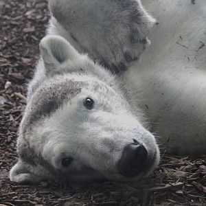 Polar Bear (Ursus maritimus)