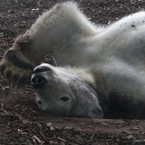Polar Bear (Ursus maritimus)