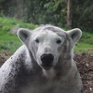 Polar Bear (Ursus maritimus)