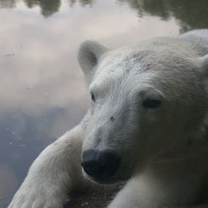 Polar Bear (Ursus maritimus)