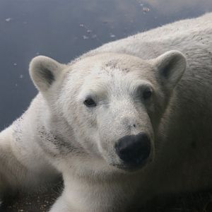 Polar Bear (Ursus maritimus)