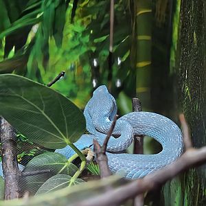 Komodo Island Pit-Viper - Reptile Gardens