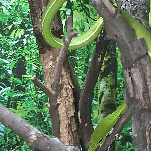 Asian Green Vine Snake - Reptile Gardens