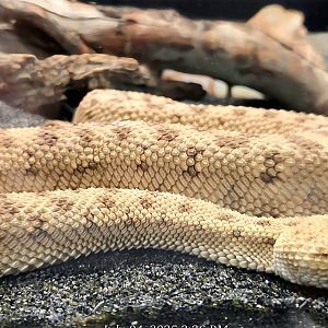 Desert Horned Viper - Reptile Gardens