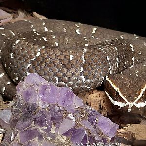 Common Cantil - Reptile Gardens