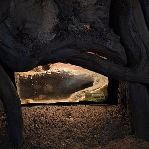Mechow's Mole Rat Enclosure