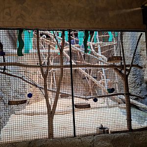 Tropics Building Tamarin Enclosure