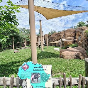 Mandrill Enclosure