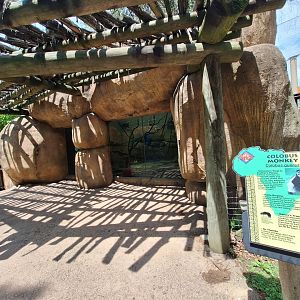 Colobus Enclosure