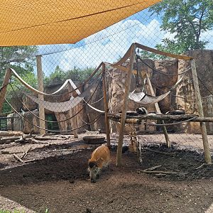 Colobus and River Hog mixed species enclosure