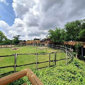 Giraffe elevated walkway