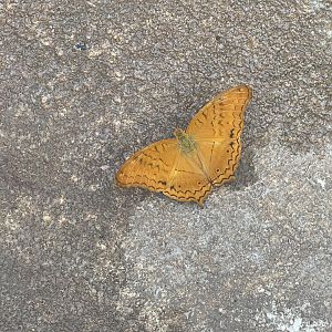 common cruiser (vindula erota) (1) - aviary park