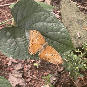 common cruiser (vindula erota) (3) - aviary park