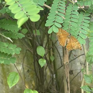 common cruiser (vindula erota) (4) - aviary park