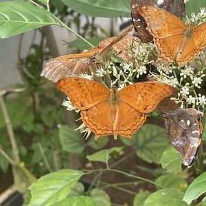 common cruiser (vindula erota) (5) - aviary park