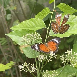 orange lacewing (centhosia penthesilea) (1) - aviary park