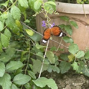 orange lacewing (centhosia penthesilea) (2) - aviary park
