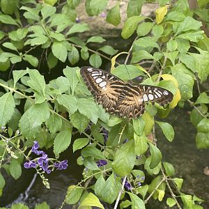 clipper (parthenos sylvia) (1) - aviary park