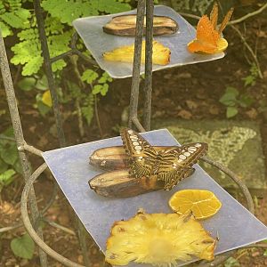 clipper (parthenos sylvia) (2) - aviary park