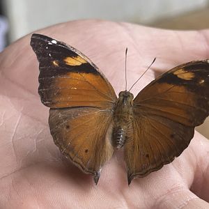 autumn leaf (doleschallia bisaltide) - aviary park