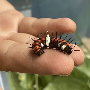 orange lacewing (caterpillar form) (cethosia penthesilea) - aviary park