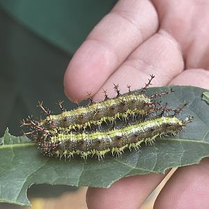 clipper (caterpillar form) (parthenos sylvia) - aviary park
