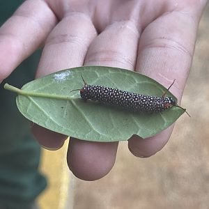 grey glass tiger (caterpillar form) (ideopsis juventa) - aviary park