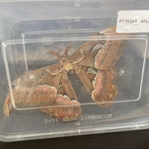 atlas moth specimen - aviary park