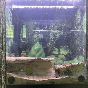 blue baboon tarantula exhibit - aviary park