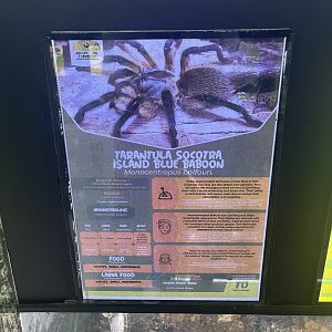 blue baboon tarantula signage - aviary park