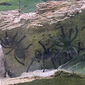 blue baboon tarantula (monocentropus balfouri) - aviary park