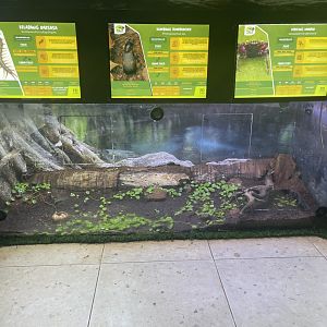 andaman islands purple crab exhibit - aviary park