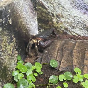 andaman islands purple crab (gecarcoidea lalandii) - aviary park