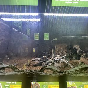 atlas beetle exhibit - aviary park