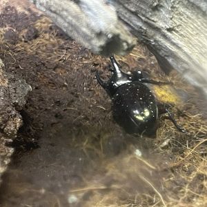 atlas beetle (chalcosoma atlas) (1) - aviary park