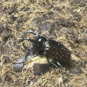 atlas beetle (chalcosoma atlas) (2) - aviary park