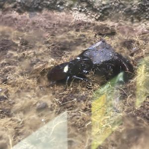 atlas beetle (chalcosoma atlas) (3) - aviary park