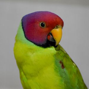 Plum-headed Parakeet