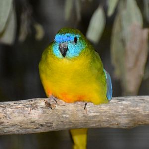 Turquoise Parrot