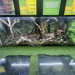 green spotted flower beetle exhibit - aviary park