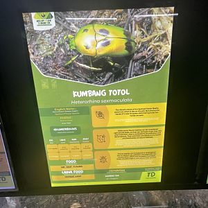 green spotted flower beetle signage - aviary park