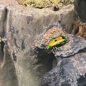 green spotted flower beetle (heterorrhina sexmaculata) - aviary park