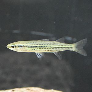 Fly-Specked Hardyhead