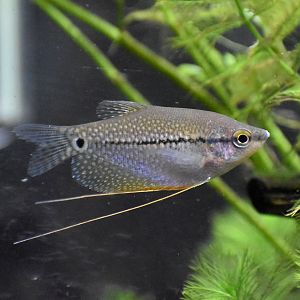 Pearl Gourami