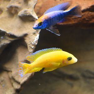 Peacock Cichlids