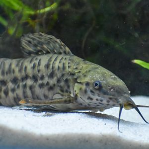 Hoplo Catfish