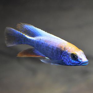 Peacock Cichlid