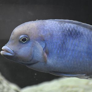 Blue Dolphin Cichlid